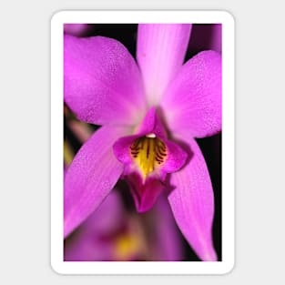 Magenta Orchid Sticker